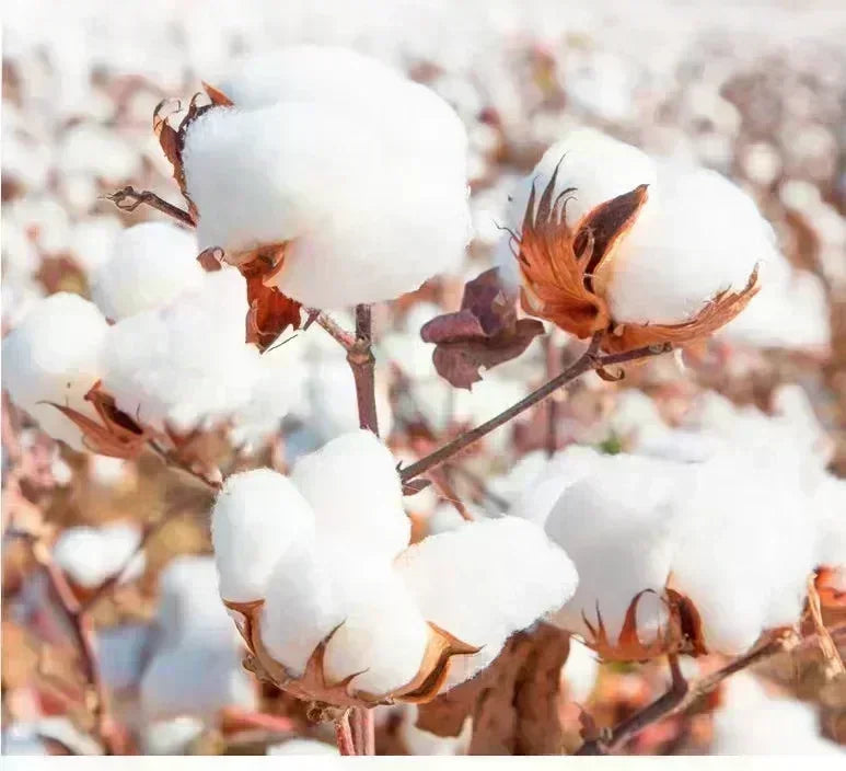 Solo Leveling Training Shorts